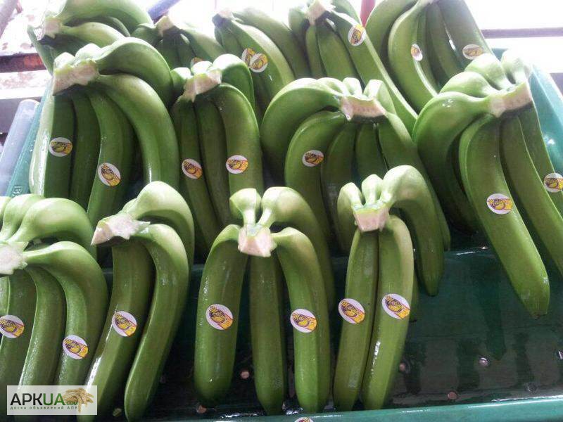 Фото 6. Продаем банан