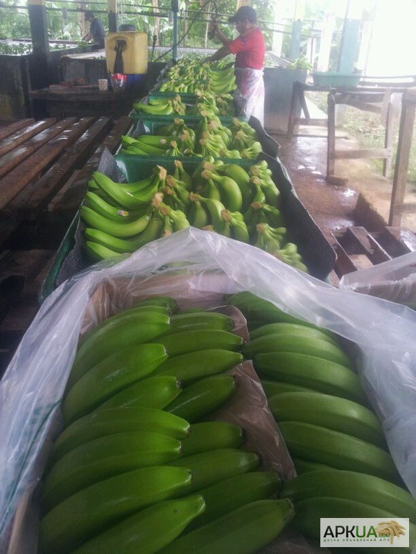 Фото 9. Продаем банан