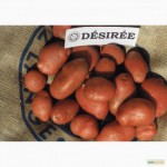 Картофель сорта Дезире оптом от 10 тонн по хорошей цене