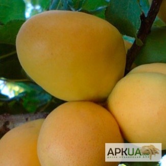 Саженцы абрикоса «ананасный»