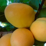 Саженцы абрикоса «ананасный»