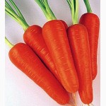 Продам моркву від населення (опт)