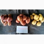Продам семенной картофель Таисия, Лабелла, Гранада