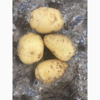 Картофель опт ГАЛА калибр до 3, 5 навалом
