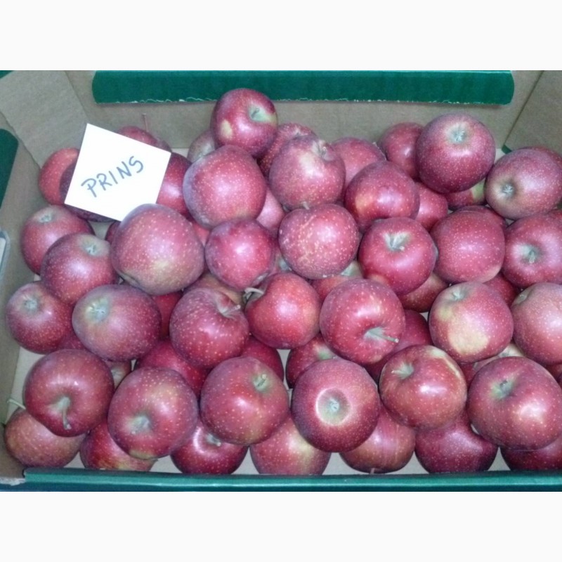 Фото 10. Продам яблука різних сортів, у великих обємах