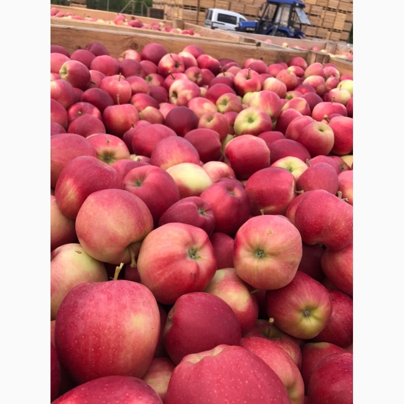 Фото 11. Продам яблука різних сортів, у великих обємах