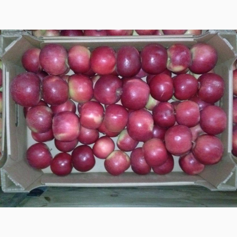 Фото 15. Продам яблука різних сортів, у великих обємах
