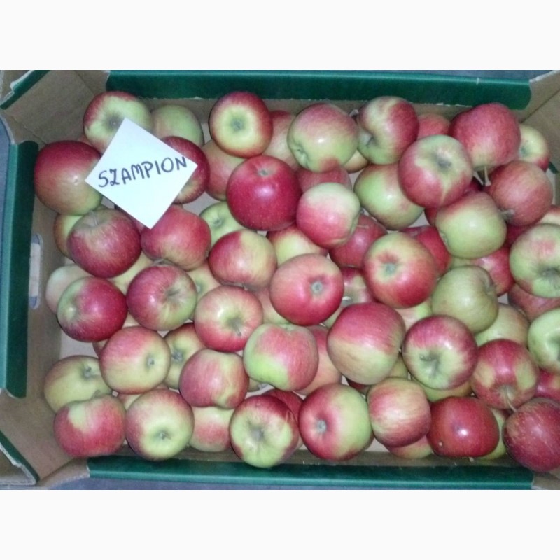 Фото 3. Продам яблука різних сортів, у великих обємах