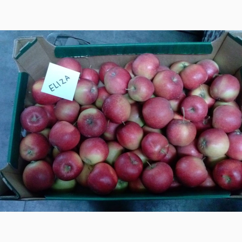 Фото 4. Продам яблука різних сортів, у великих обємах