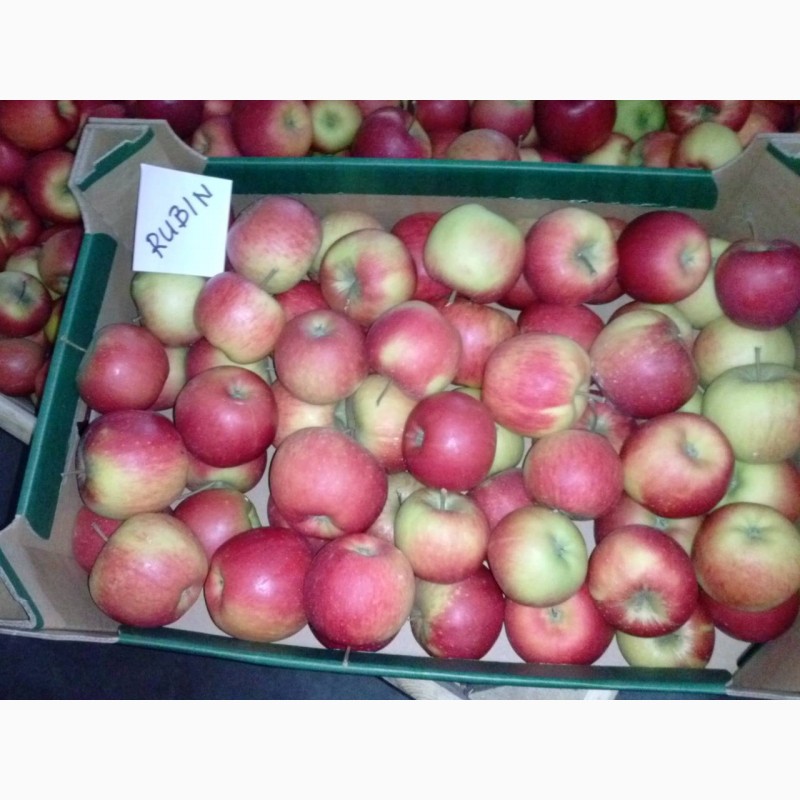 Фото 5. Продам яблука різних сортів, у великих обємах