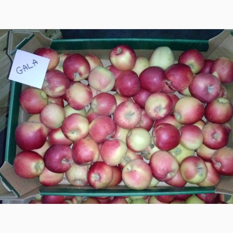 Фото 9. Продам яблука різних сортів, у великих обємах