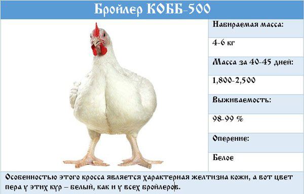 Фото 4. Цыплята бройлеры КОББ-500, от производителя Чехия Польша