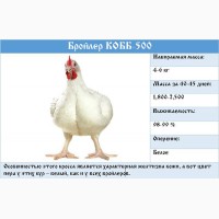 Цыплята бройлеры КОББ-500, от производителя Чехия Польша