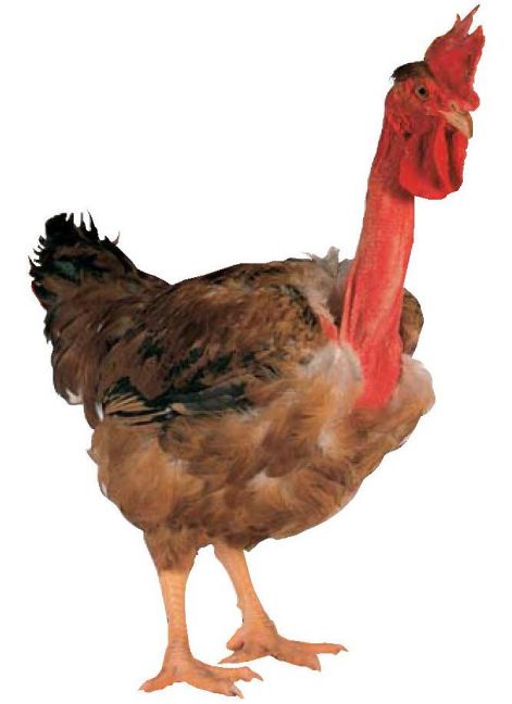 Фото 2. Продам курицу испанка голошейка, редбро живым весом (опт)