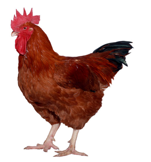 Фото 3. Продам курицу испанка голошейка, редбро живым весом (опт)