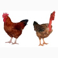 Продам курицу испанка голошейка, редбро живым весом (опт)