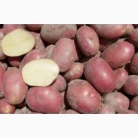 Продам картофель в асортименте (Алладин, Рокко, Белларосса, Тайфун) 12 тонн (12грн)