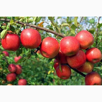 Продам яблоки сортовые от производителя: Фуджи, Гала, Грин Стар