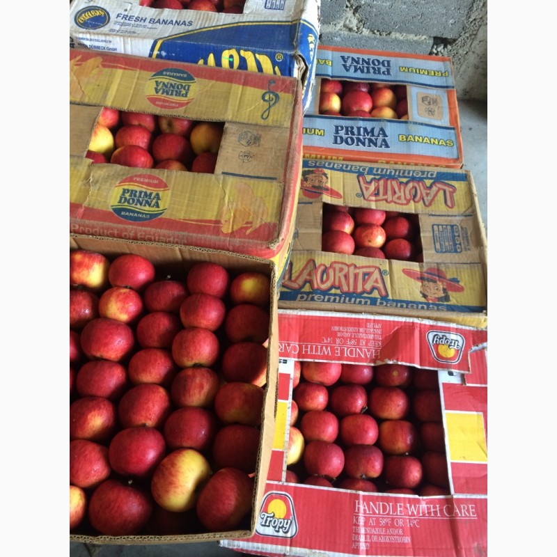 Фото 2. Продам яблука різних сортів з холодильника газовані