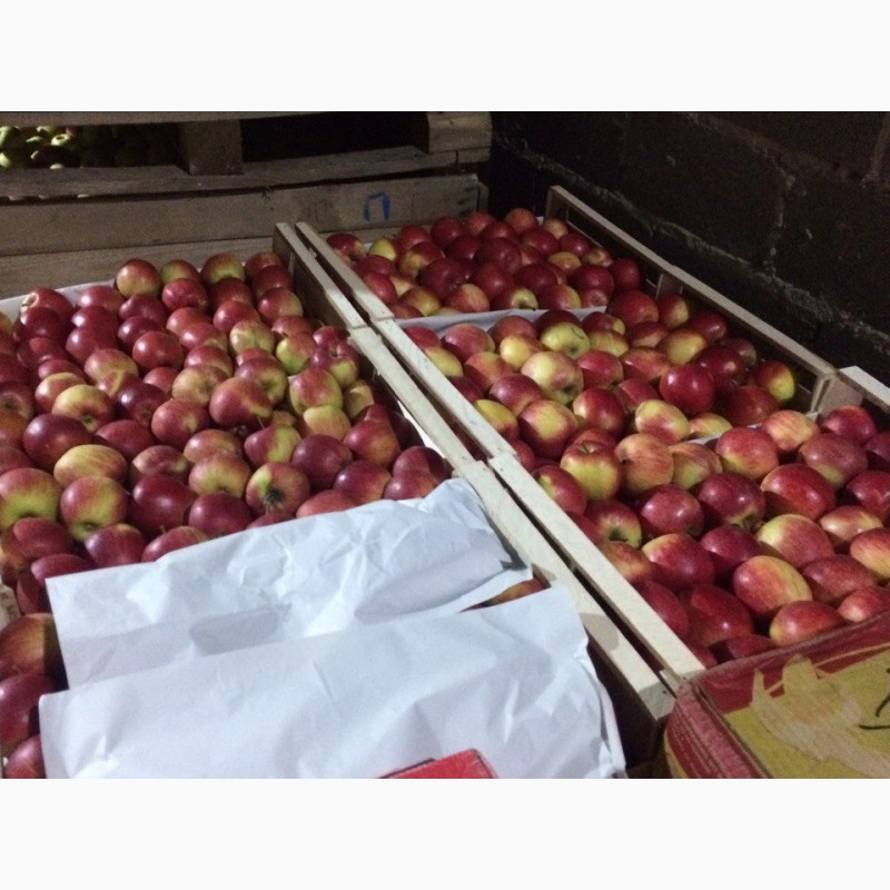 Фото 5. Продам яблука різних сортів з холодильника газовані