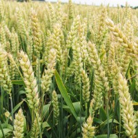 Семена озимой пшеницы TESLA 1р