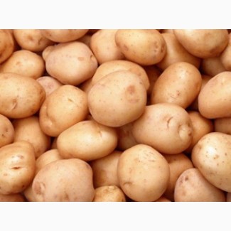 Покупаем картофель от 20 тонн по Житомирской области