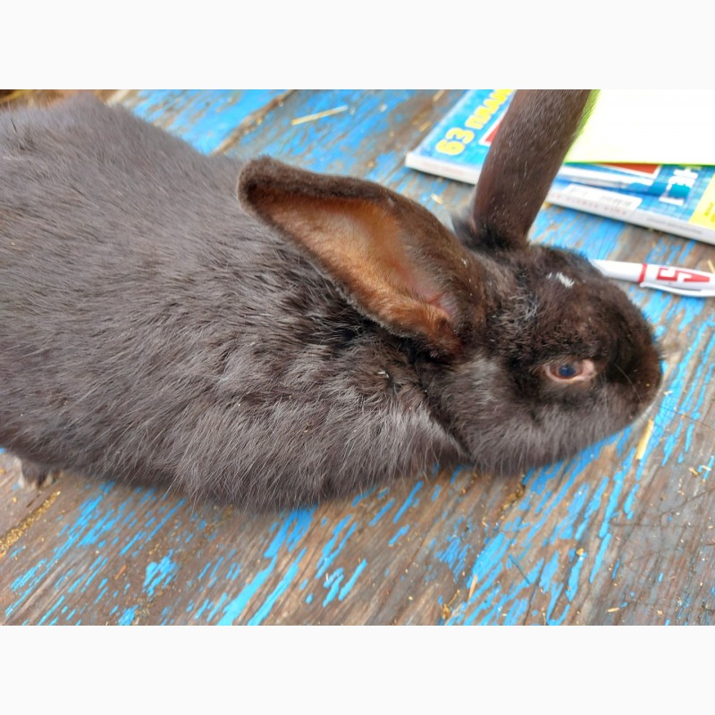 Фото 2. Продам кролика черного цвета