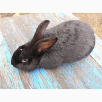 Продам кролика черного цвета