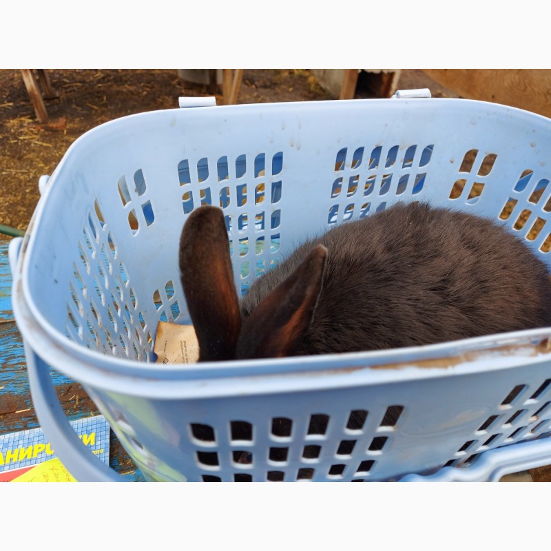 Фото 4. Продам кролика черного цвета