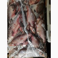 Продам охлажденную, замороженную рыбу: Лещ(700-1кг), Густырка(300-600грм)