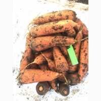 Оптом морковь от производителя Ковель. Овощи продажа