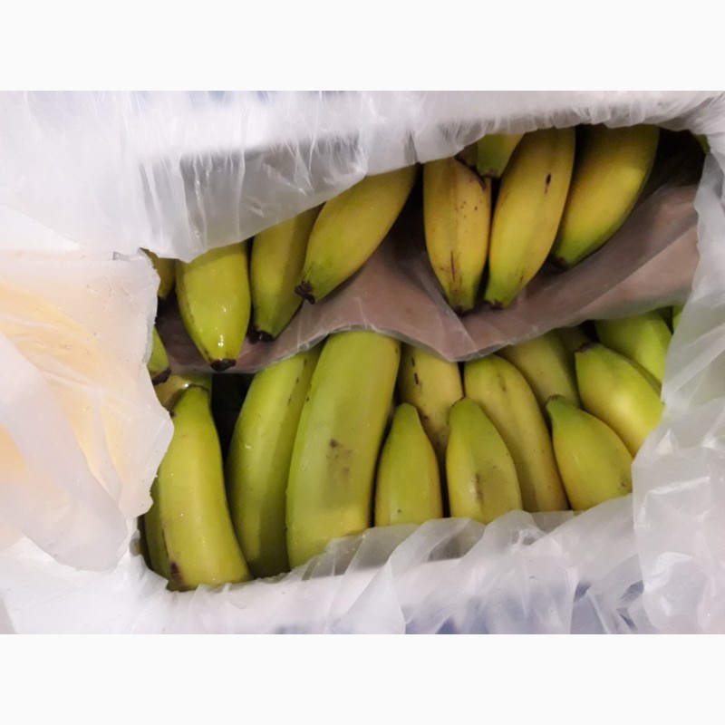 Фото 2. Продам банан 1-2кат