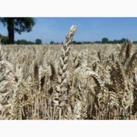 Семена озимой пшеницы ЖАЙВИР