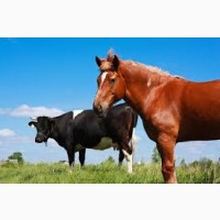 Купить ВРХ Корови Коні Бички Телиці Телята На Мясо Та На Тримання