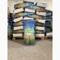 Гібрид ДБ Хотин 280 ФАО, посівне насіння кукурудзи