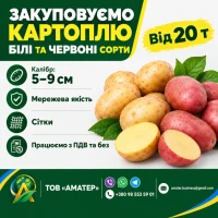 Закуповуємо картоплю, мережева якість, великі об#039;єми