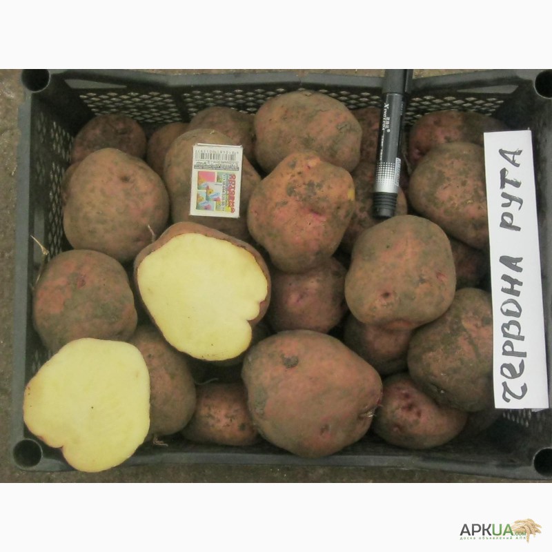 Фото 2. Найврожайніші сорти картоплі Поділля