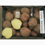 Найврожайніші сорти картоплі Поділля