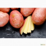 Продам картошку оптом по самой хорошей цене в регионе, Черниговская обл