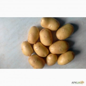 ПРОДОВОЛЬСТВЕННЫЙ картофель от производителя