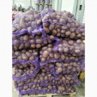Продаємо оптом товарну картоплю, Київська область