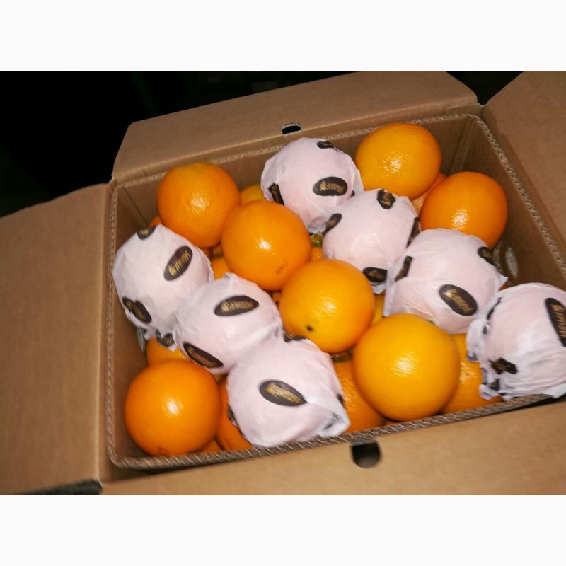 Фото 4. Апельсины Валенсия Навел прямые поставки Египет Orange Valencia