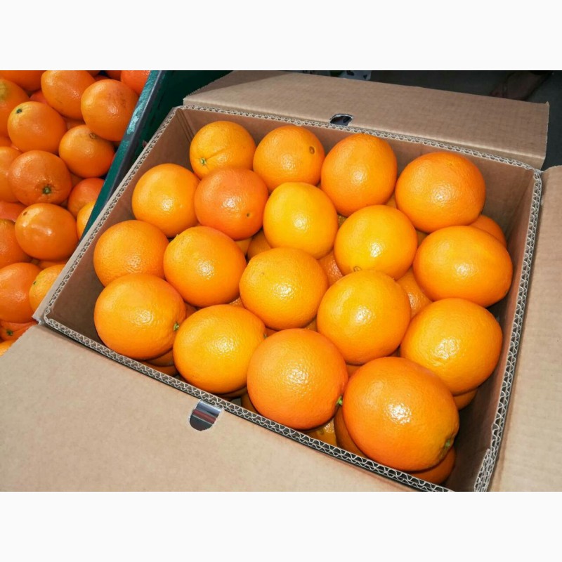 Фото 2. Апельсины Валенсия Навел прямые поставки Египет Orange Valencia