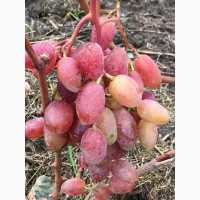 Продам саженцы винограда столовых крупных сортов (саженці)