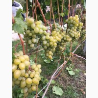 Продам саженцы винограда столовых крупных сортов (саженці)