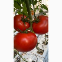 Продам томаты, помидоры оптом, купить помидоры Ивано-Франковская область
