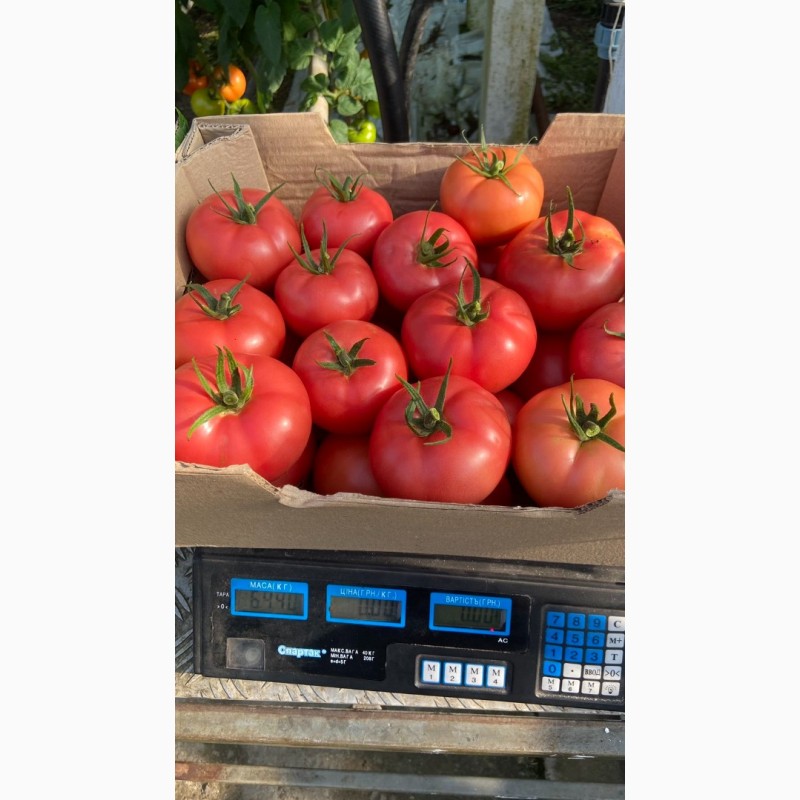 Фото 2. Продам томаты, помидоры оптом, купить помидоры Ивано-Франковская область