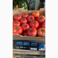 Продам томаты, помидоры оптом, купить помидоры Ивано-Франковская область