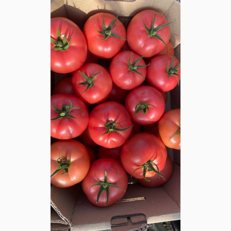 Фото 3. Продам томаты, помидоры оптом, купить помидоры Ивано-Франковская область