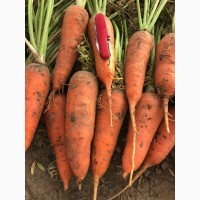 Продается морковь Абако оптом с поля, Херсонская обл